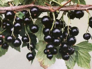 Сорт смородины черной Агролесовская