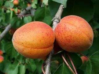 Сорт абрикоса Алёша