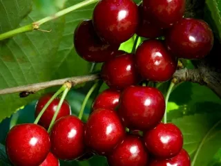 Сорт черешни Апрелька