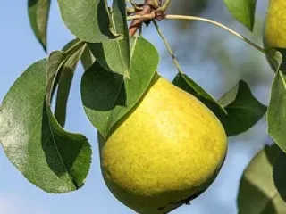 Сорт груши Аннушка (Груша)