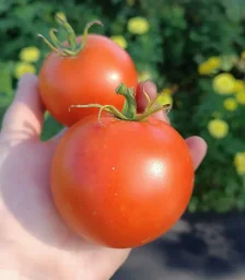 Сорт томата Ранняя пташка 0