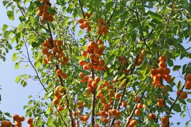 Сорт абрикоса Алёша 2
