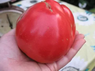 Сорт томата Севрюга
