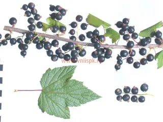 Сорт смородины черной Зуша