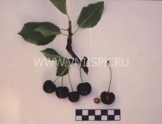Сорт вишни Лозновская 0