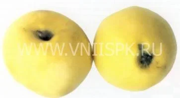 Сорт яблони Желтое Ребристое 0