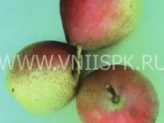 Сорт груши Зимняя Кубаревидная