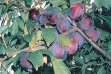 Сорт сливы китайской Иркутянка 0