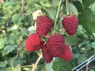 Сорт малины Карамелька