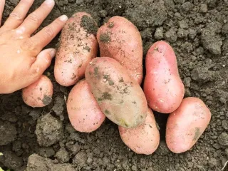 Сорт картофеля Мемфис