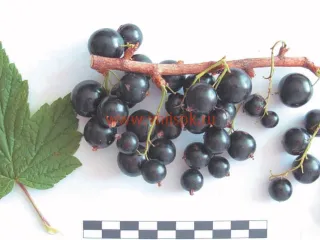 Сорт смородины черной Ксюша