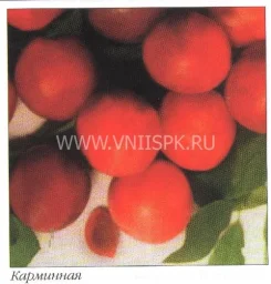 Сорт алычи Карминная 0