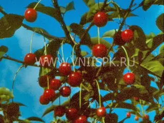 Сорт вишни Журавка