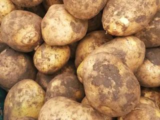 Сорт картофеля Мадейра