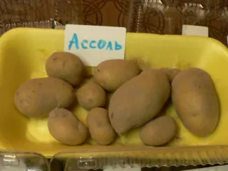 Сорт картофеля Ассоль