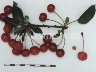 Сорт вишни Гуртьевка