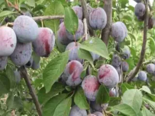 Сорт сливы домашней Большой Приз