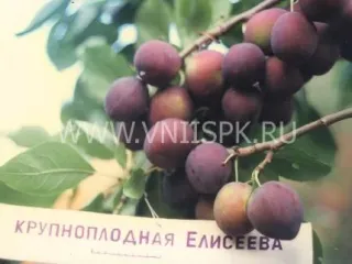 Сорт сливы домашней Крупноплодная Елисеева