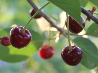 Сорт вишни Ночка (дюк)