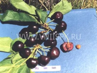 Сорт черешни Рубиновая Кубани