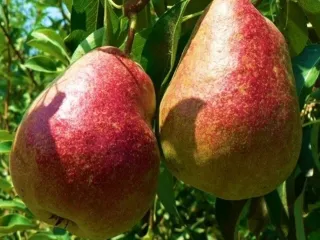 Сорт груши Таврическая