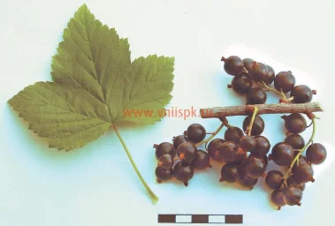 Сорт смородины черной Памяти Равкина 0