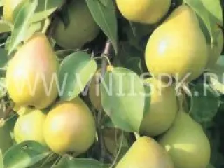 Сорт груши Юрьевская