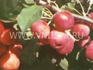 Сорт яблони Подарок Баму (Розовое)