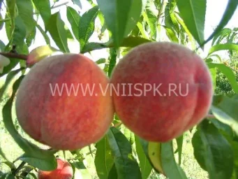 Сорт персика Память Симиренко 0
