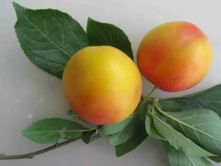 Сорт алычи Румяная Зорька