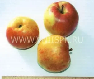 Сорт яблони Румянка Свердловская 0