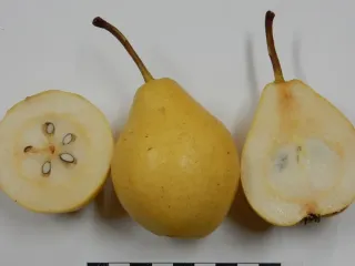 Сорт груши Таис