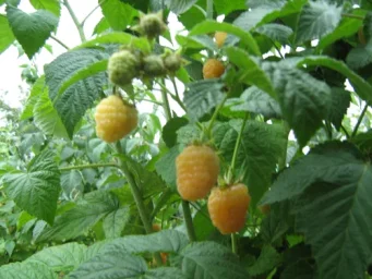Сорт малины Золотые купола 2