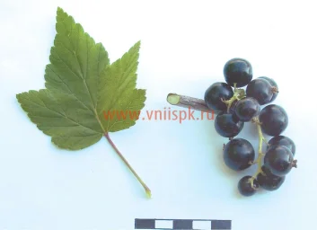 Сорт смородины черной Душистая 0