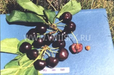 Сорт черешни Рубиновая Кубани 0