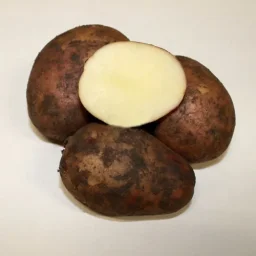 Сорт картофеля Луговской 1