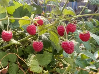 Сорт малины Новость Кузьмина