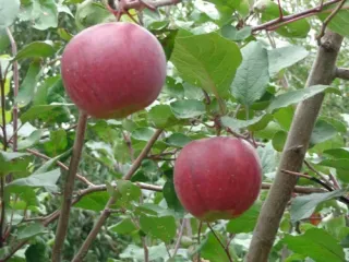 Сорт яблони Апрельское
