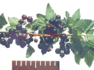 Сорт смородины черной Селенга