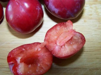 Сорт алычи Лама 2