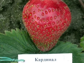 Сорт клубники Кардинал