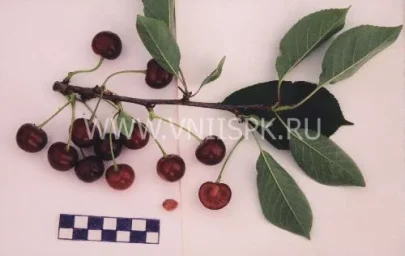 Сорт вишни Любимица 0