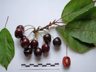 Сорт черешни Бряночка