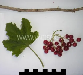 Сорт смородины красной Филиппок 0