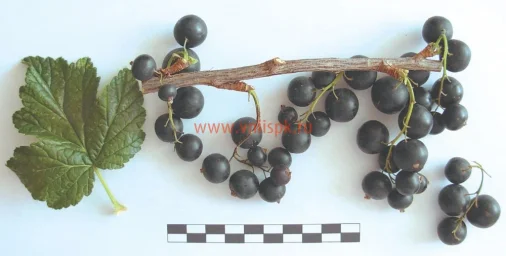 Сорт смородины черной Сеянец Голубки 0