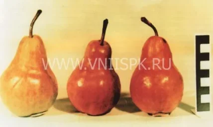 Сорт груши Памятная (Груша) 0