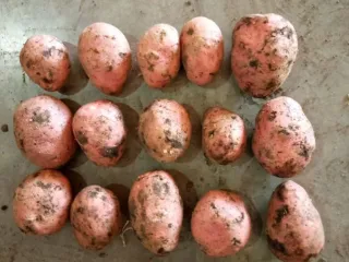 Сорт картофеля Лабелла
