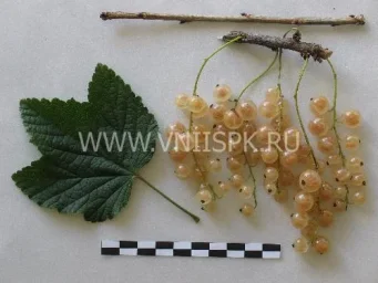 Сорт смородины красной Белка 0