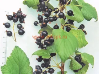 Сорт смородины черной Память Мичурина (Смородина)