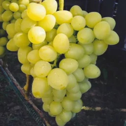 Сорт винограда Аркадия 0